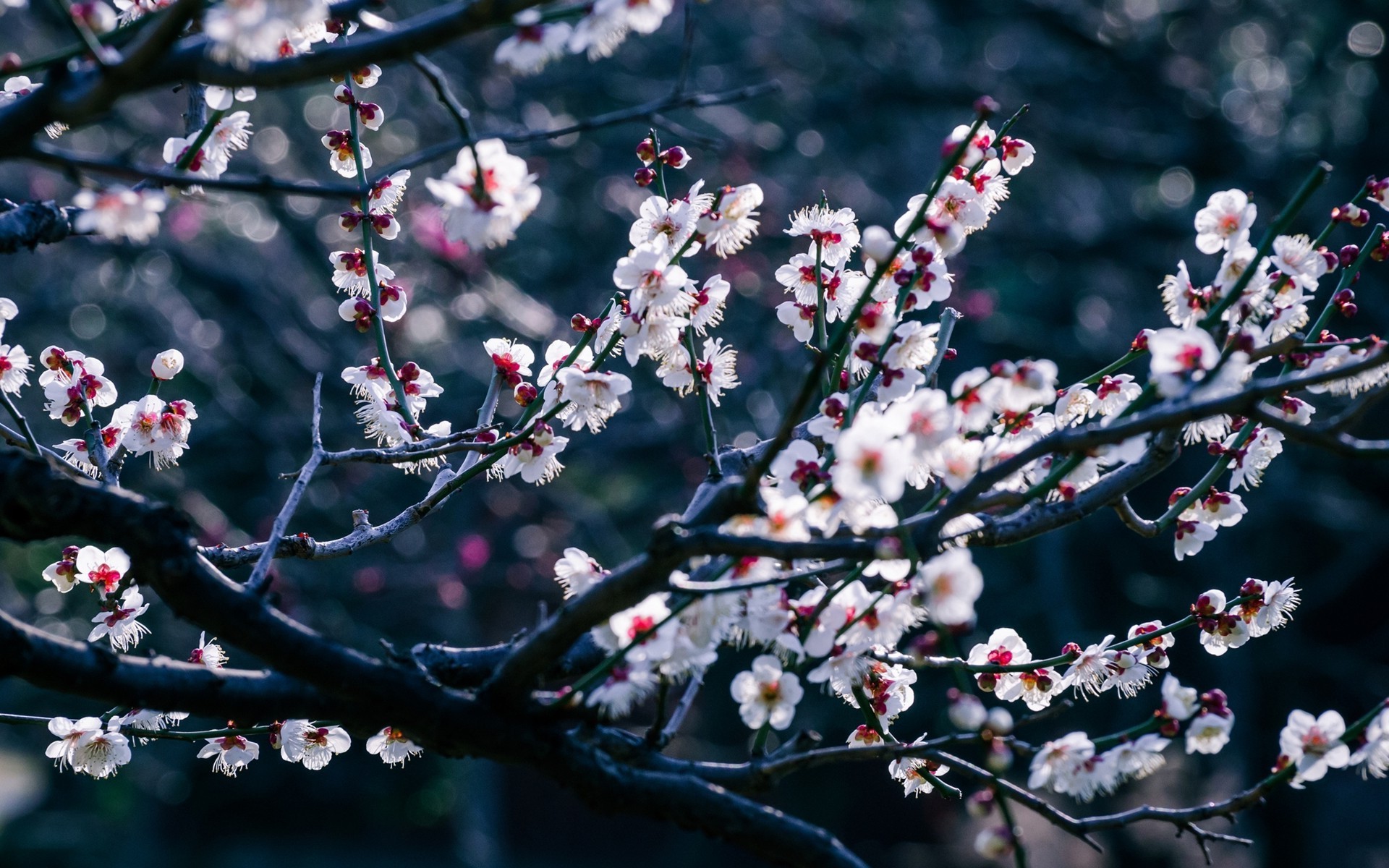 Cherry Blossom Tree Wallpaper X Wallpaper Teahub Io