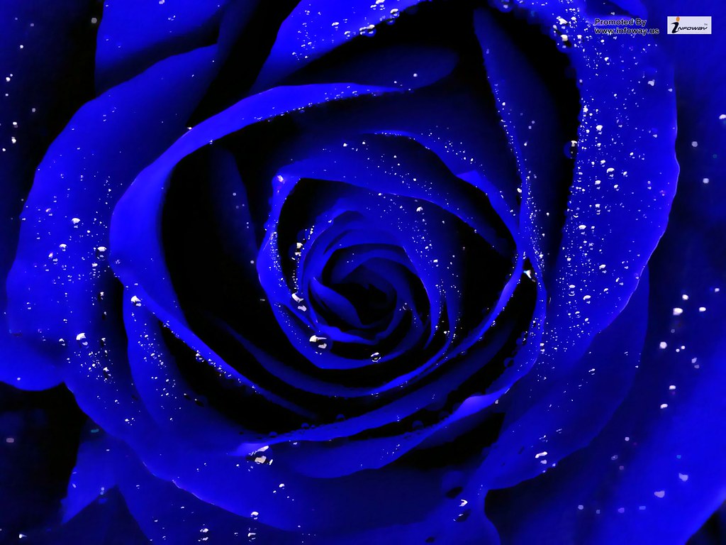 Download Dark Blue Rose Background - Teahub.io