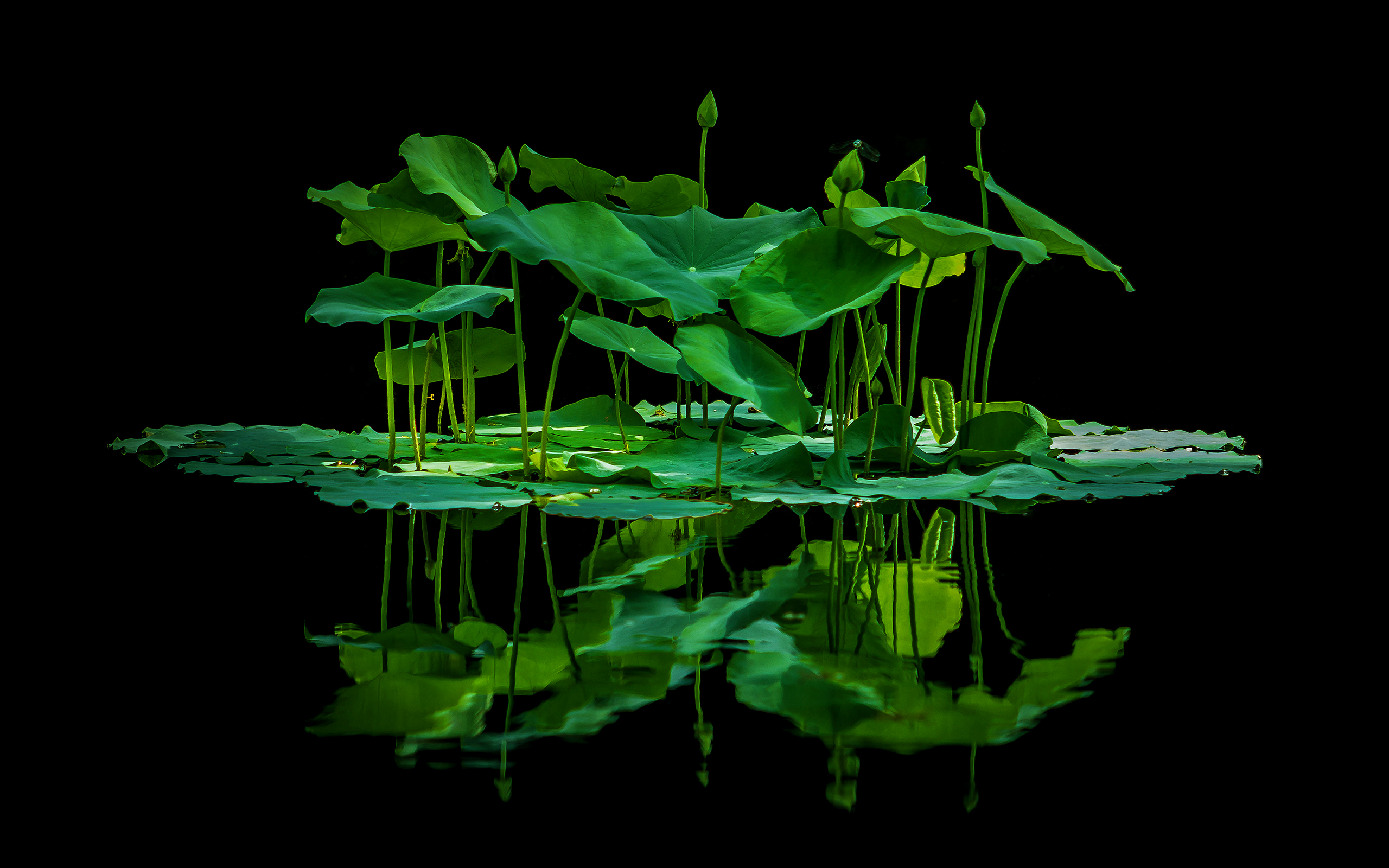 Green Lotus - HD Wallpaper 