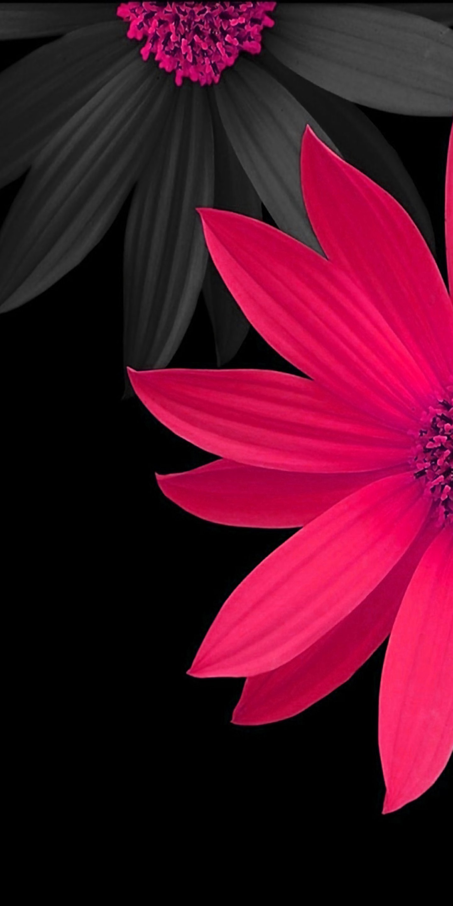 Pink And Black Flower - HD Wallpaper 