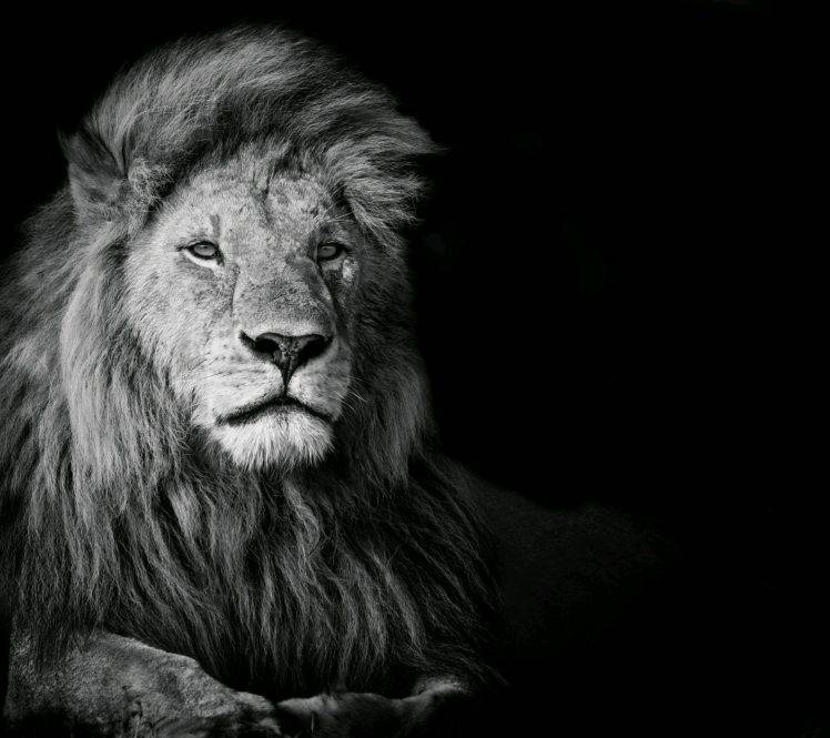 lion wallpaper black and white hd 748x665 wallpaper teahub io lion wallpaper black and white hd