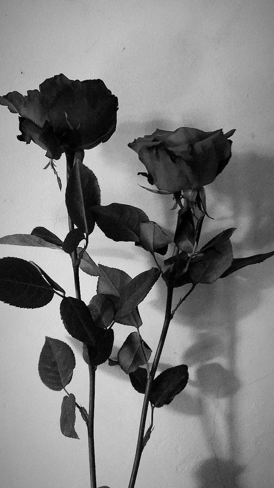 Bunga Mawar Hitam Putih - 564x1002 Wallpaper - teahub.io