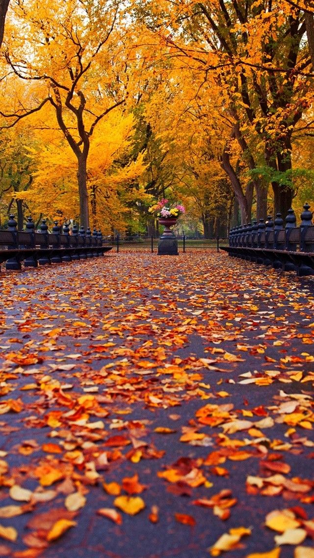 New York Fall Wallpaper Iphone - 640x1136 Wallpaper - teahub.io