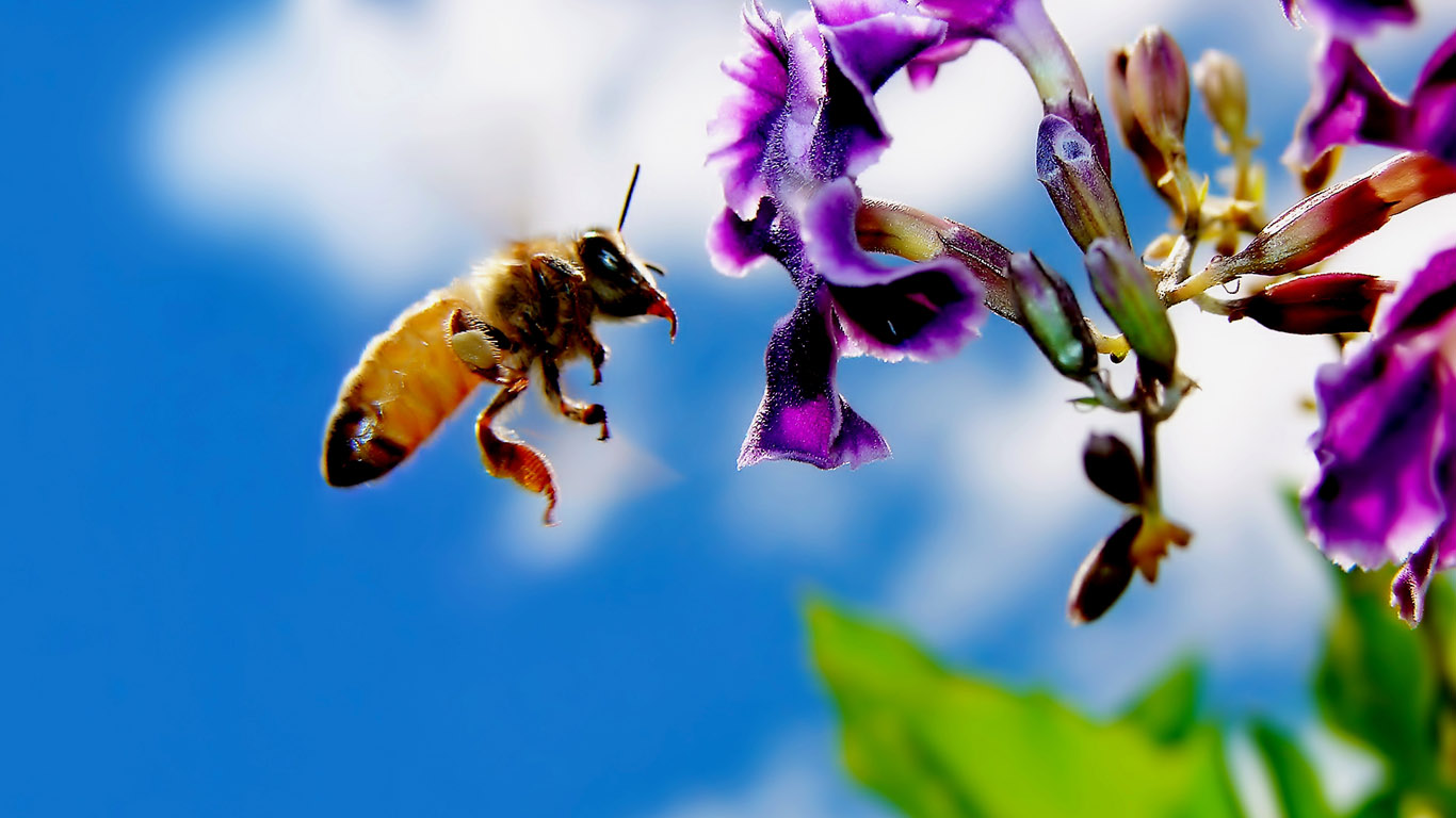 102 1025668 Honey Bee Images Free Download 