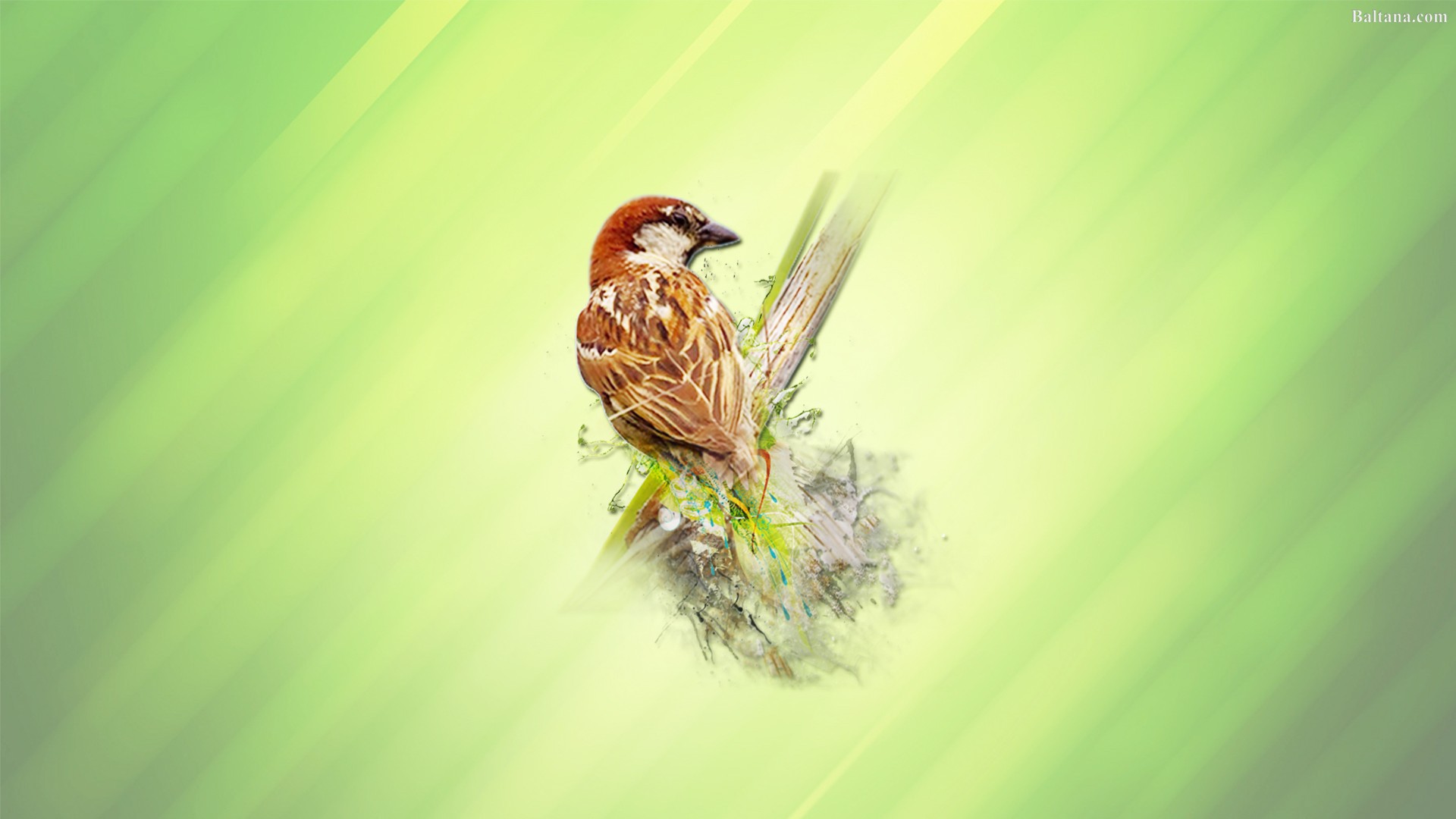 Sparrow Wallpaper House Sparrow 1920x1080 Wallpaper Teahub Io