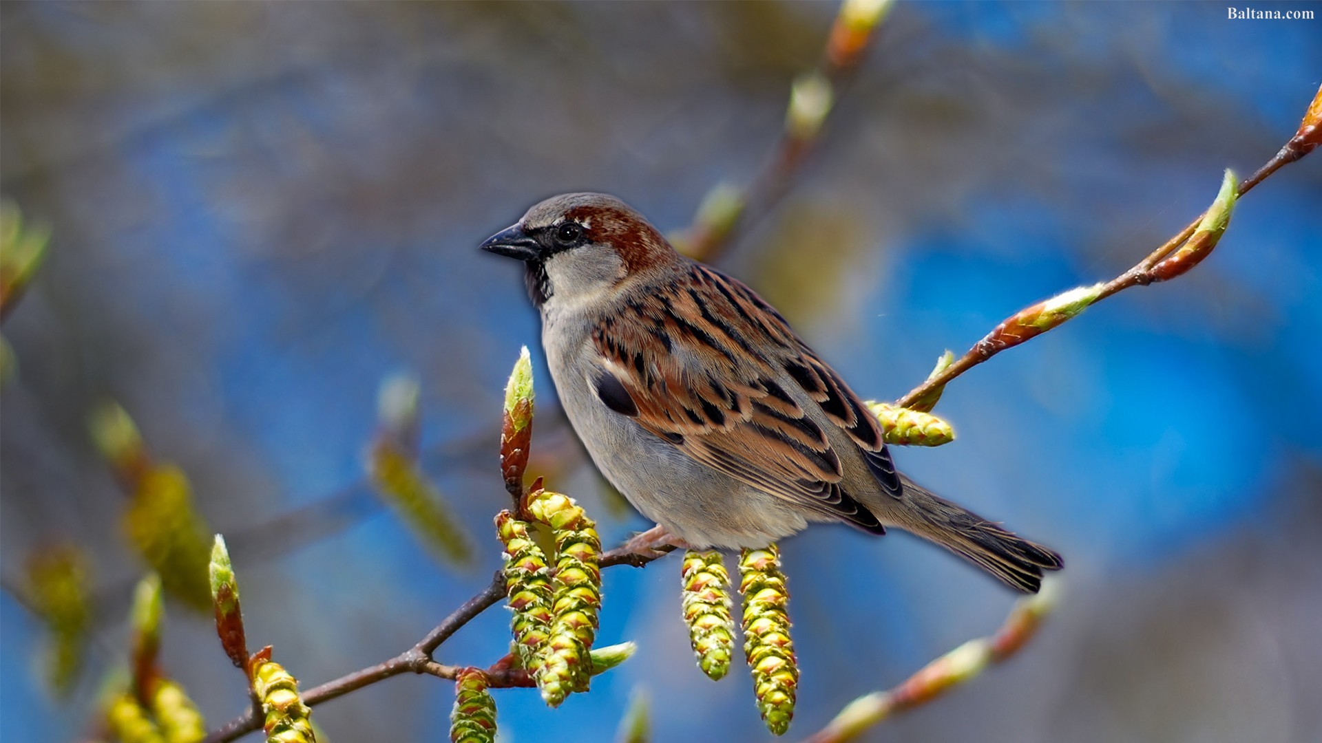 Sparrow Best Hd Wallpaper - Best Image Of Sparrow - HD Wallpaper 