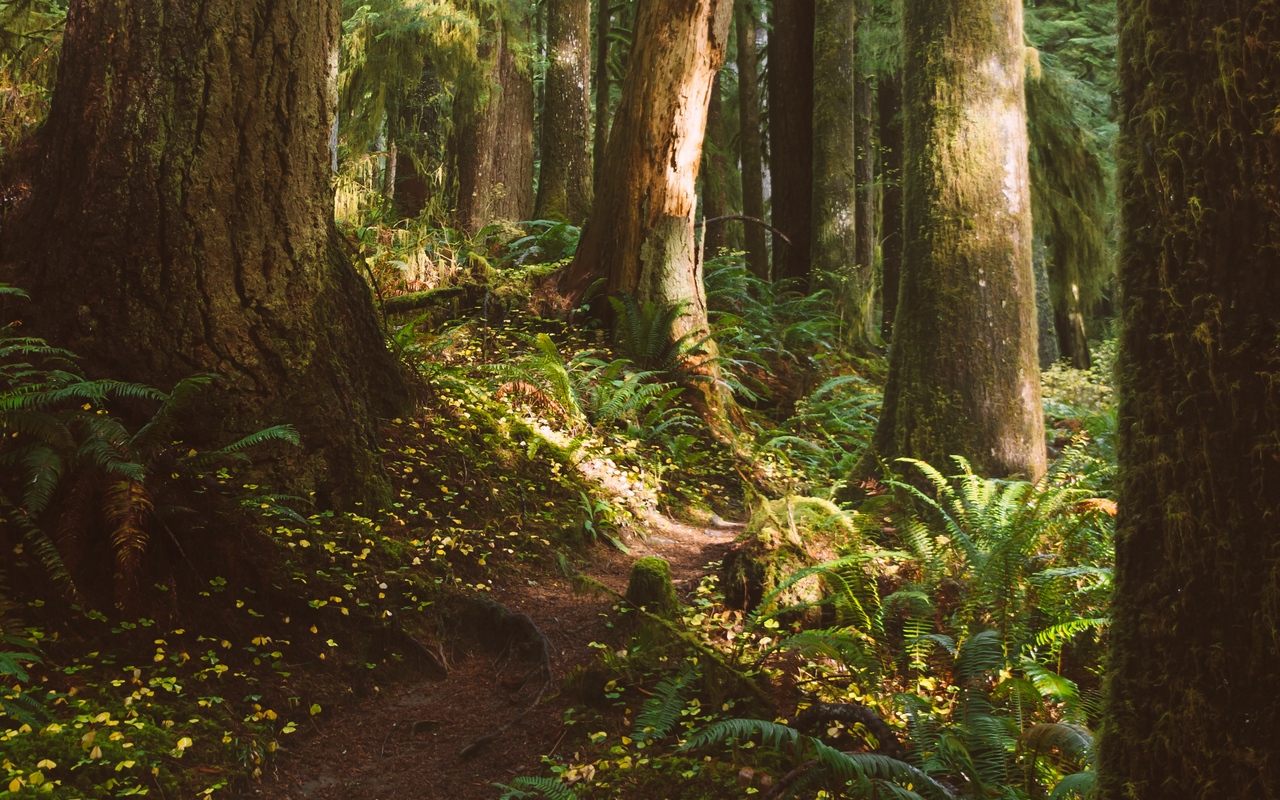 Wallpaper Forest, Trees, Path, Fern, Vegetation - Wallpaper - HD Wallpaper 