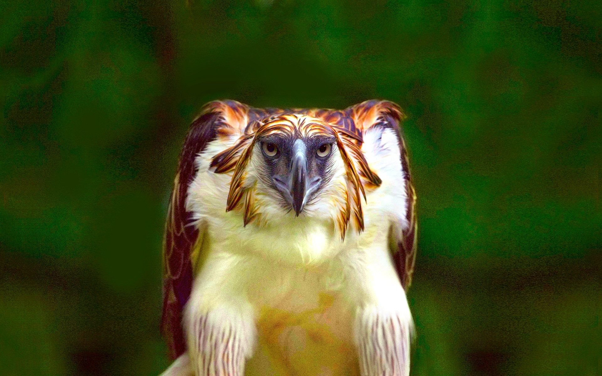 philippine eagle cute 1920x1200 wallpaper teahub io teahub io