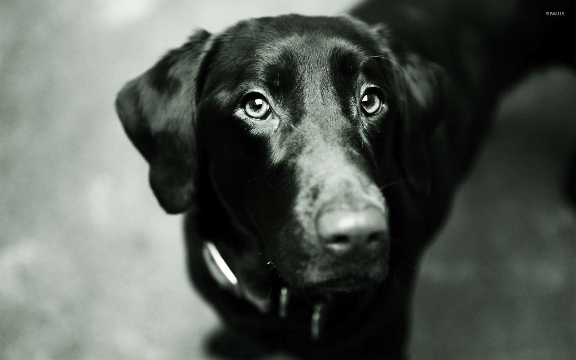 Labrador Retriever - HD Wallpaper 