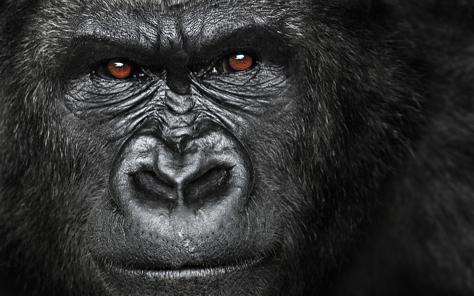 angry gorilla wallpaper hd