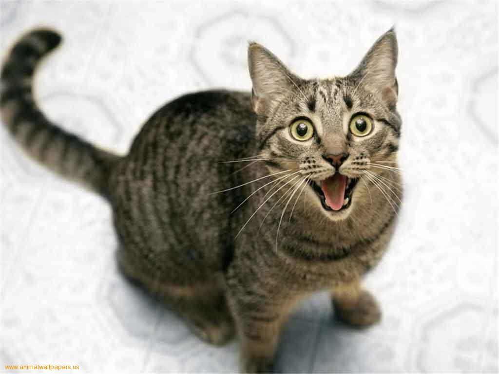 Download Cats Wallpaper Cat That Is Upset - Кот Мяукает - HD Wallpaper 