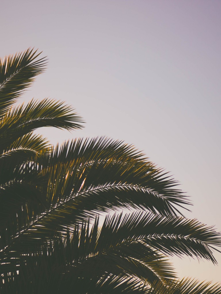 Clean Sky 2 Wallpaper - Happy Thanksgiving Palm Tree - 768x1024 ...