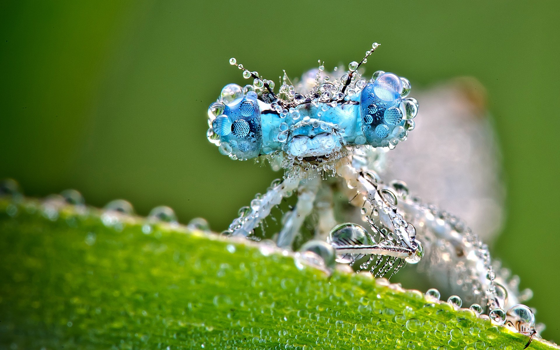 Insects Hd - HD Wallpaper 