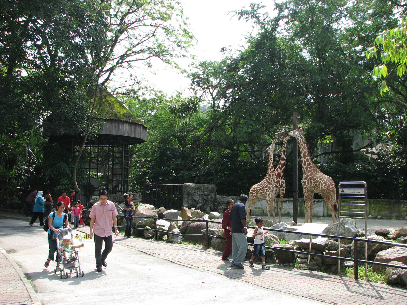 Children s zoo. Зоопарк Куала Лумпур. Национальный зоопарк Малайзии Малайзия. Хошимин зоопарк. Зоопарк као Кео.