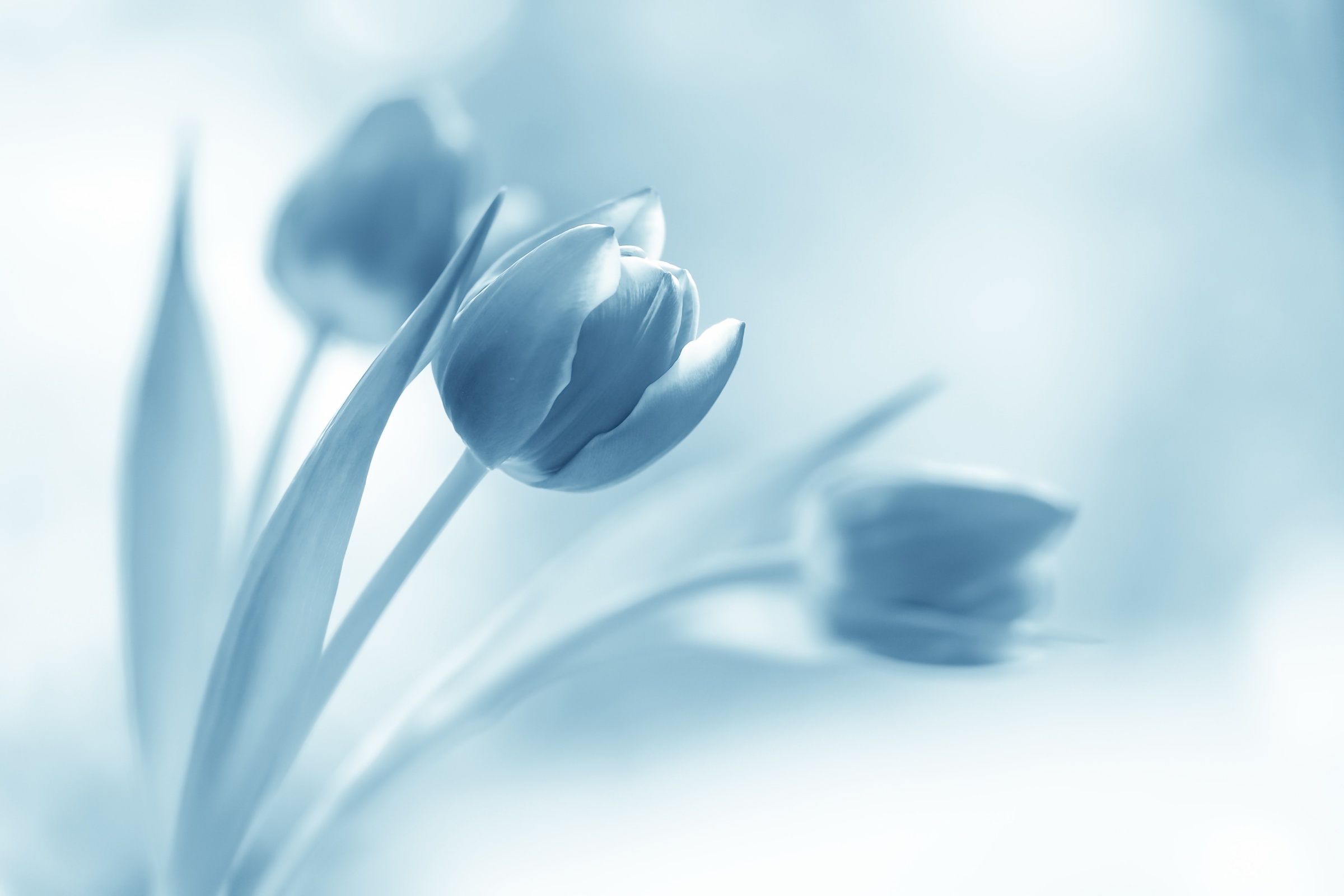 Blue Tulips 2400x1600 Wallpaper Teahub Io