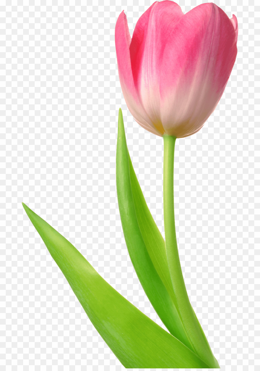 Bunga tulip
