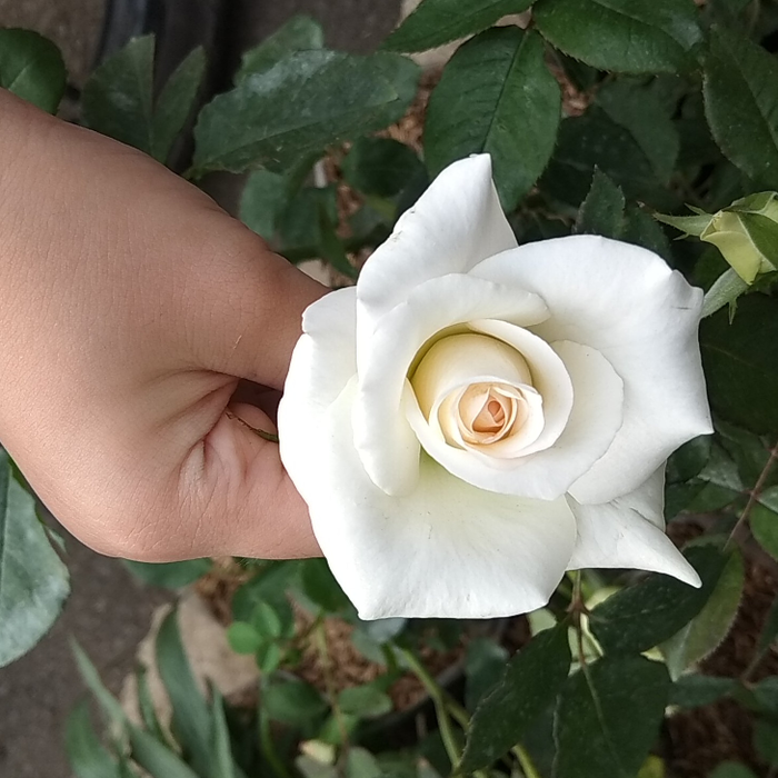  Mawar  Putih  Gambar Bunga  700x700 Wallpaper  teahub io