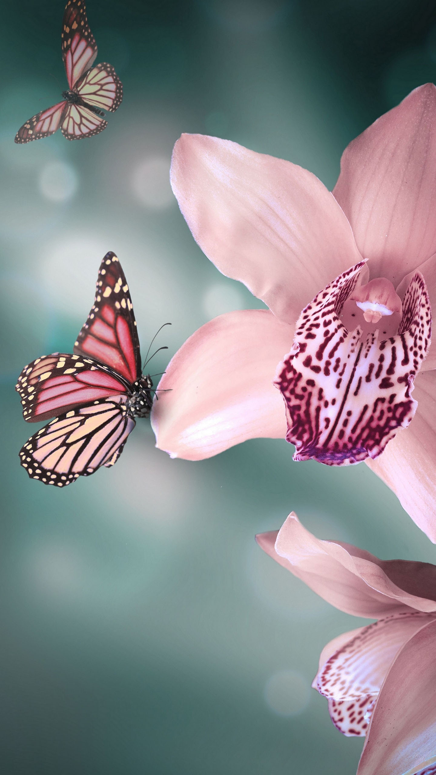 Butterfly Wallpaper For Samsung - 1440x2560 Wallpaper - teahub.io