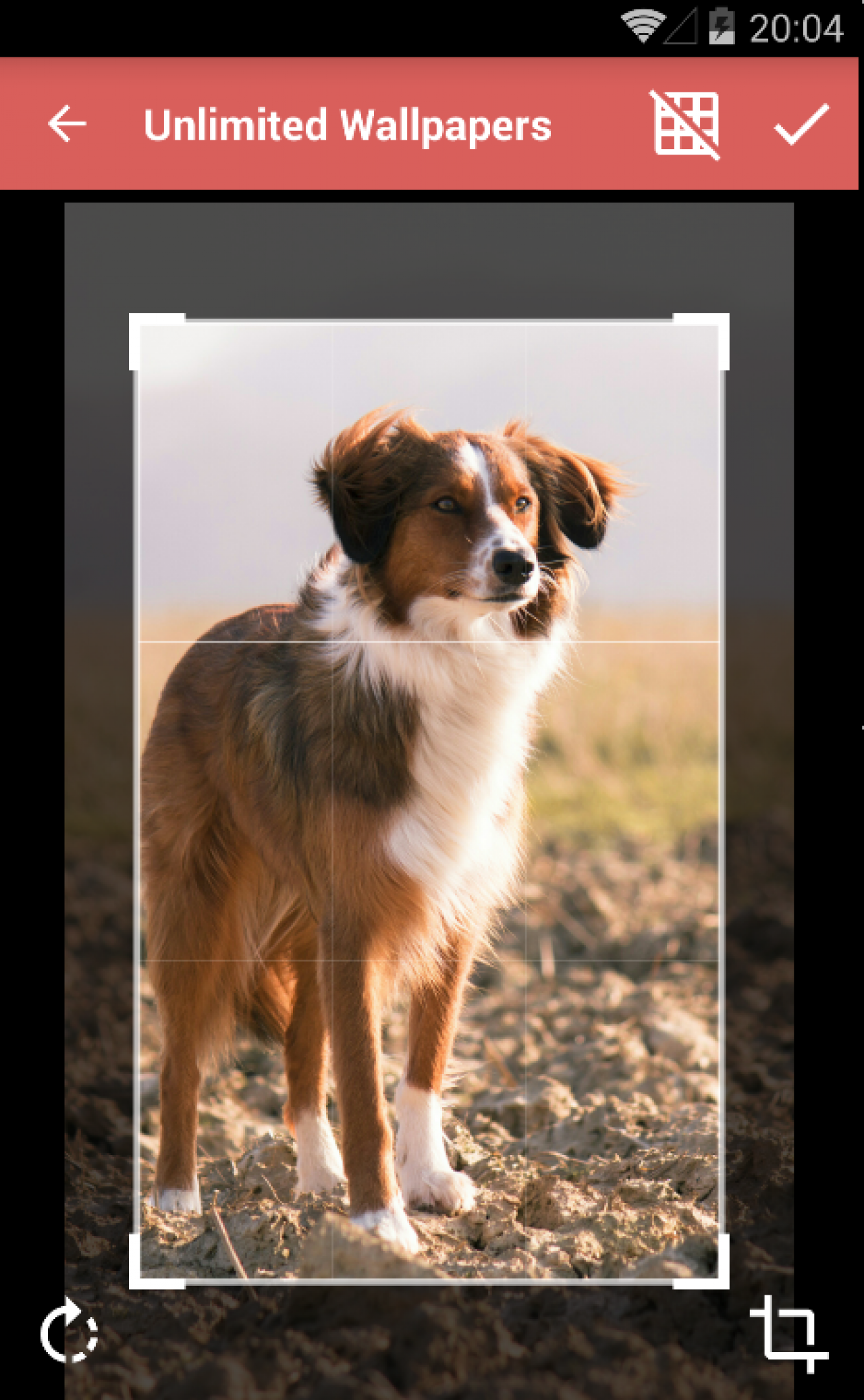 Dog Collagen - 1280x2074 Wallpaper - teahub.io