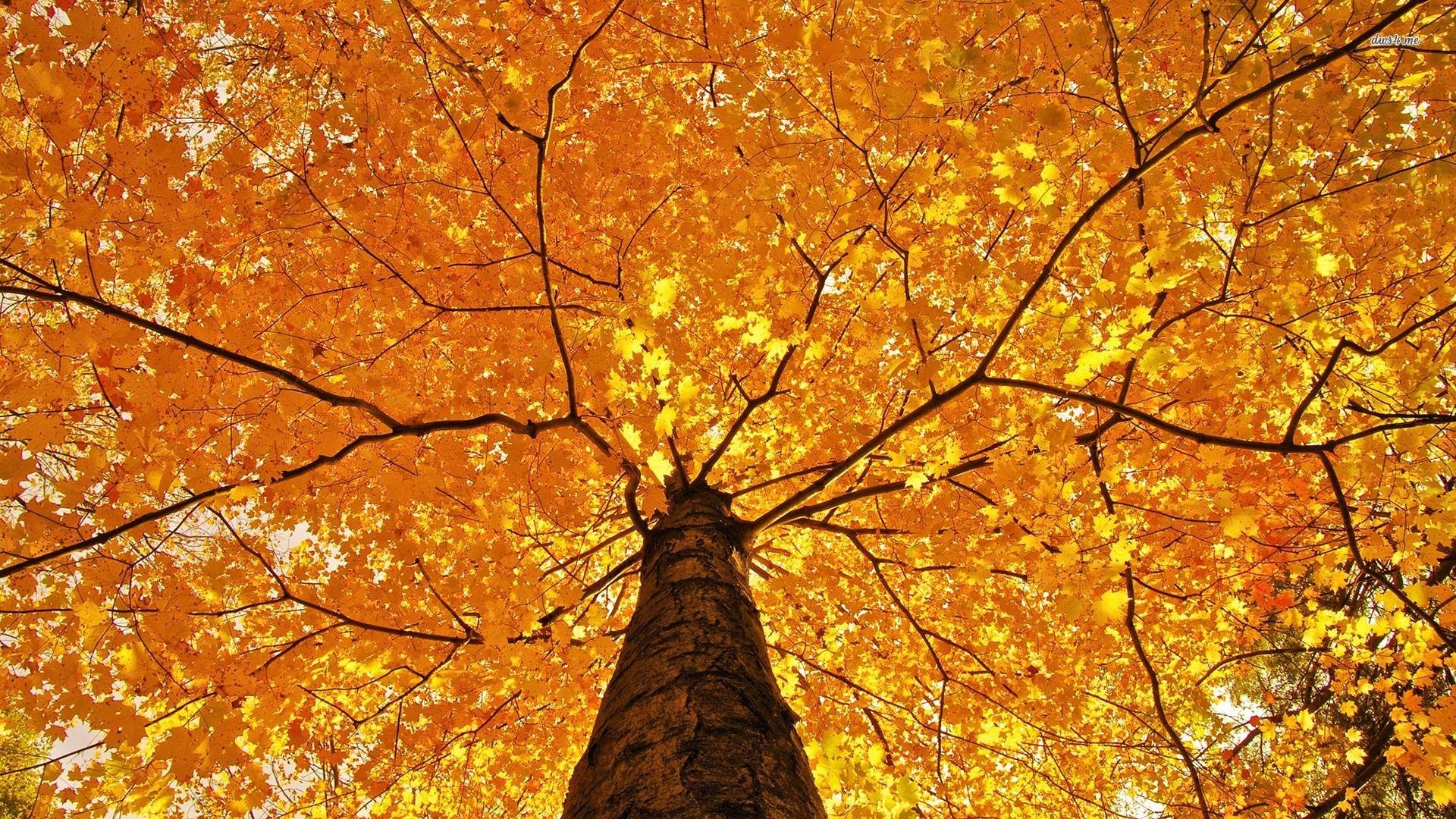 Fall Scenery Wallpaper Free Background Photos Tablet - Worms Eye View Nature  - 1920x1080 Wallpaper 