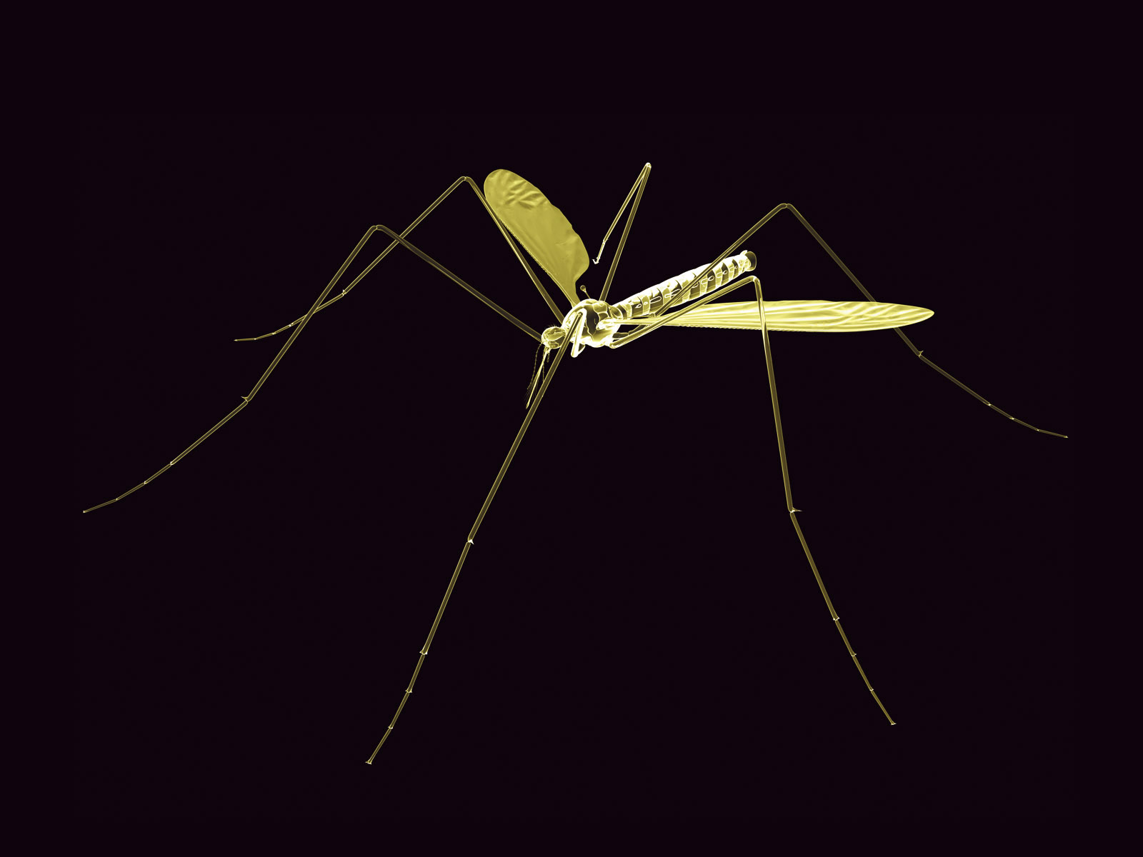 Neon Mosquito Win 7 3d Desktop Wallpaper - Mosquito - HD Wallpaper 