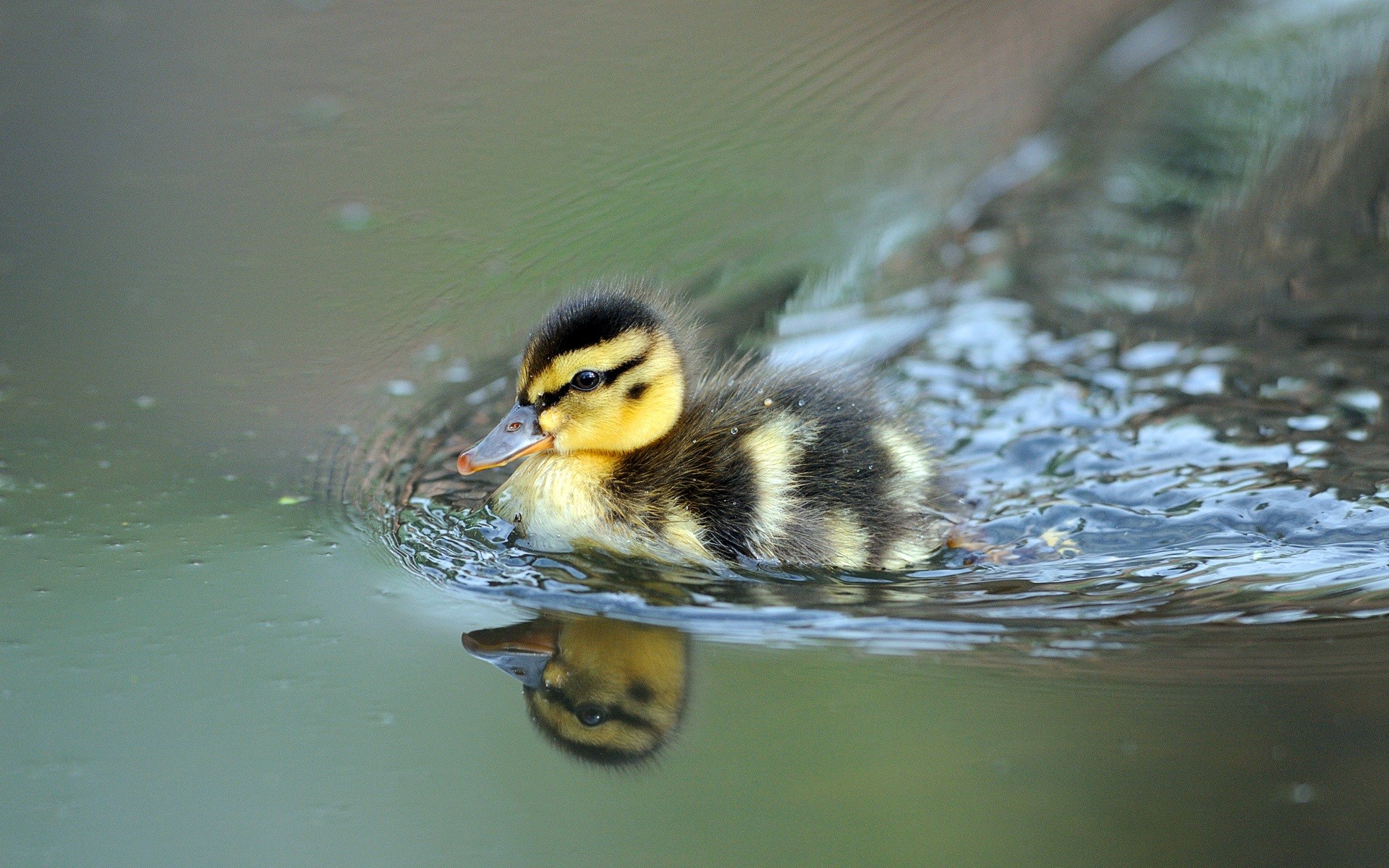 Happy Halloween Rubber Duck Free Desktop Wallpaper - High Resolution Duckling - HD Wallpaper 