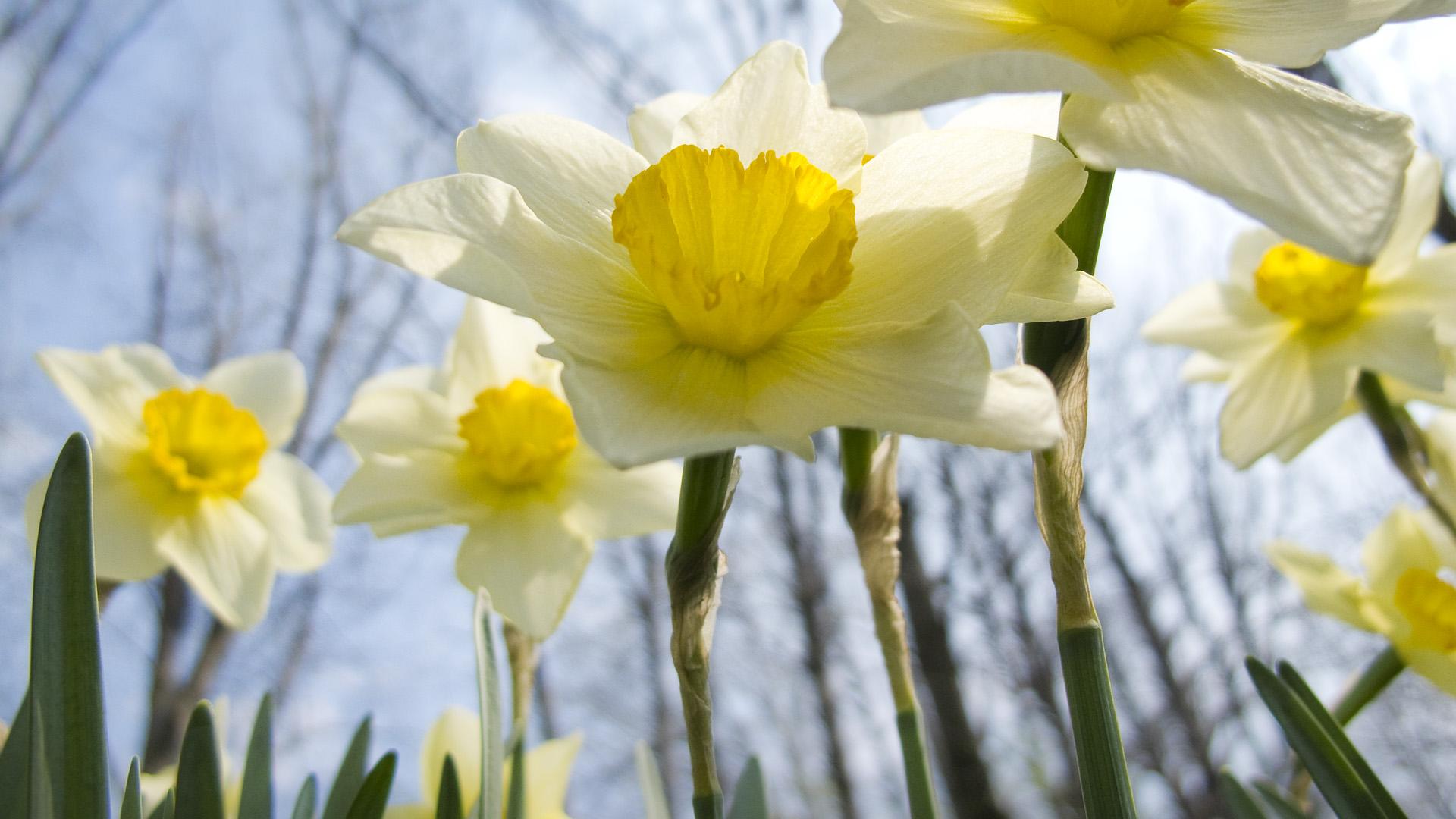 Daffodil Wallpapers Hd Quality - Wallpaper - 1920x1080 Wallpaper ...