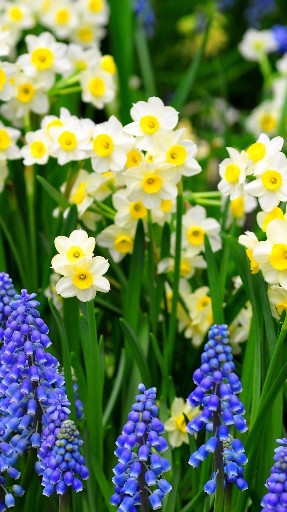 wallpaper daffodils muscari flowers flowerbed green daffodil iphone background 938x1668 wallpaper teahub io teahub io