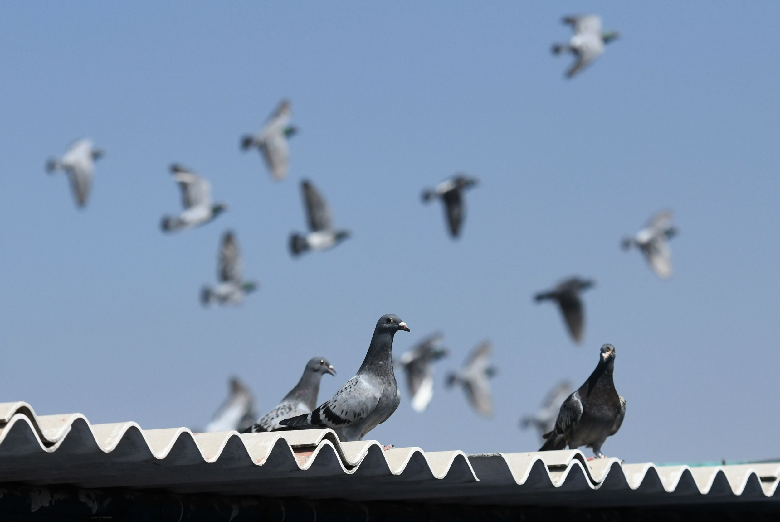 Открыть голубей. Pigeon Racing. Гоночный голубь. Голубиная гонка. Голубиные гонки Тайвань.