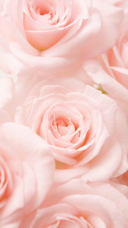 Light Pink Roses Aesthetic - 525x933 Wallpaper 
