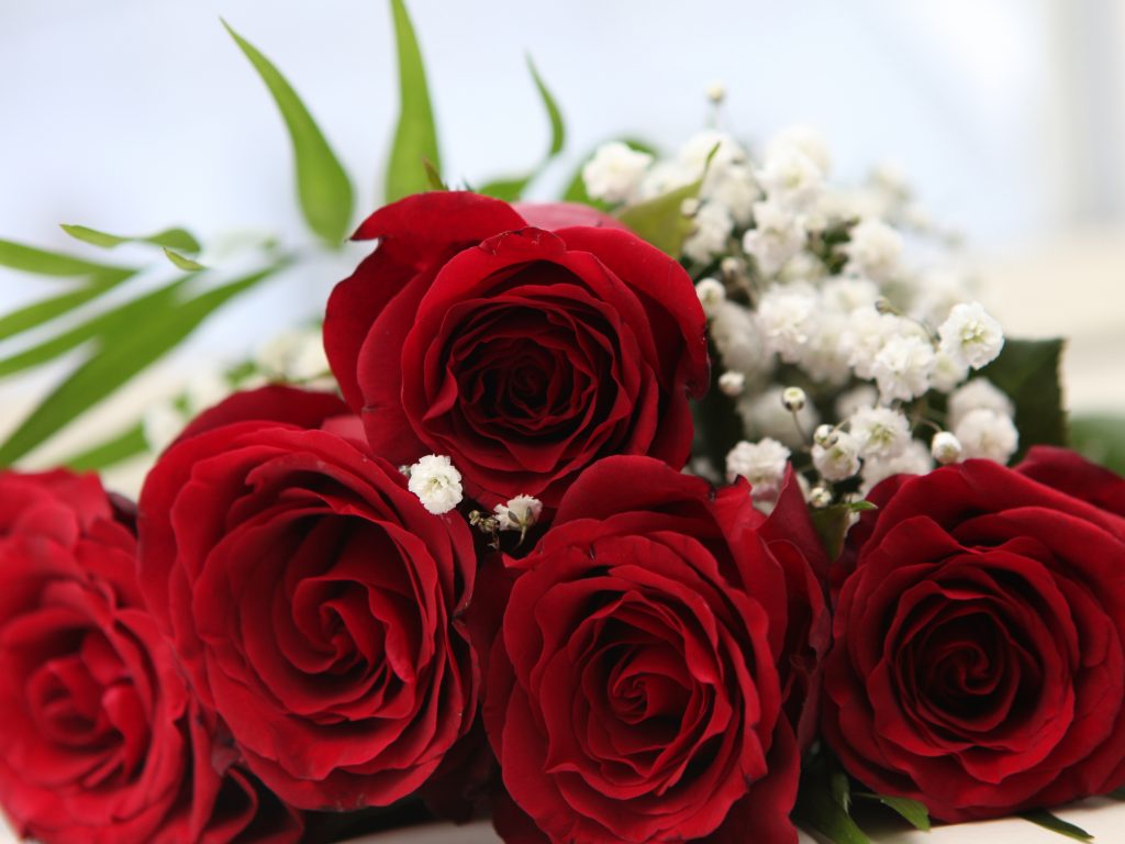 Red Roses Images Download - 1024x768 Wallpaper - teahub.io