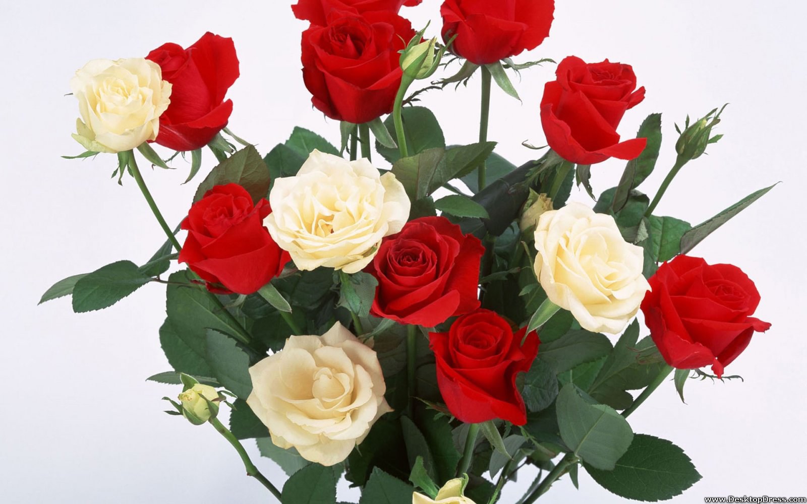 Red And White Roses - Rose - 1600x1000 Wallpaper 
