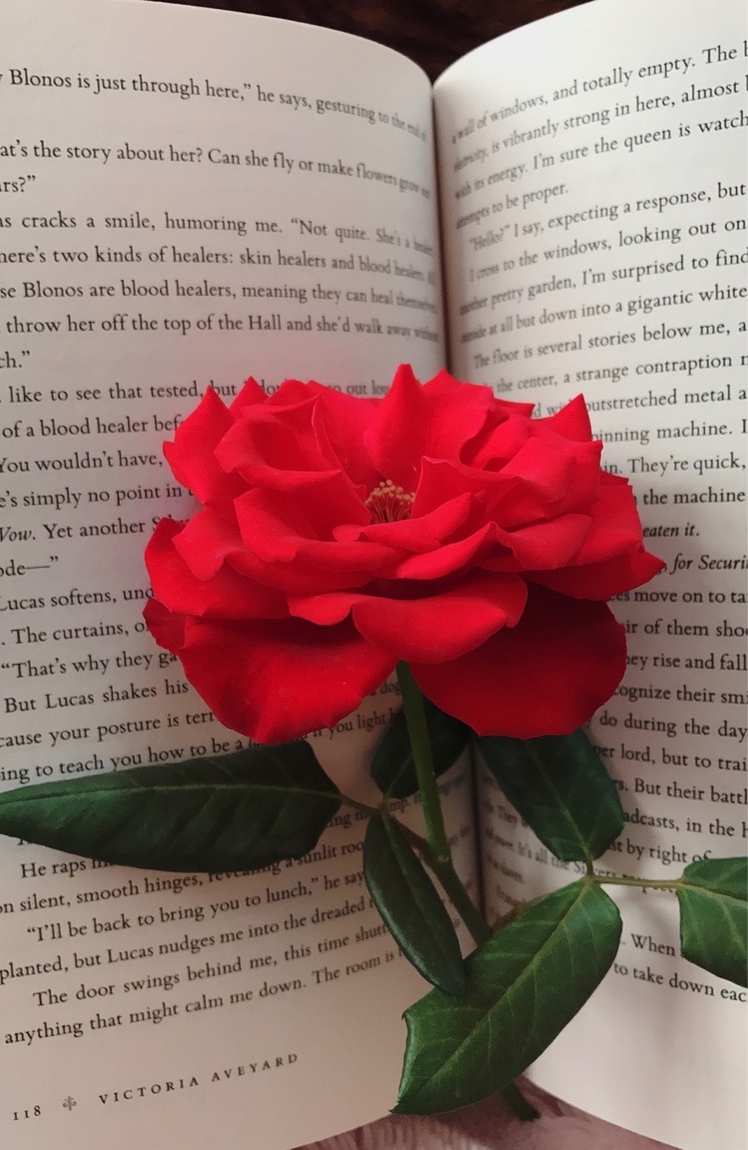 Books, Red Rose, And Wallpaper Image - Garden Roses - 833x1280