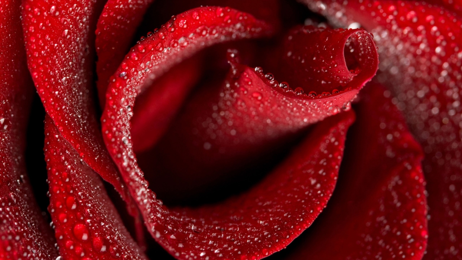 3d Red Rose Flower - HD Wallpaper 
