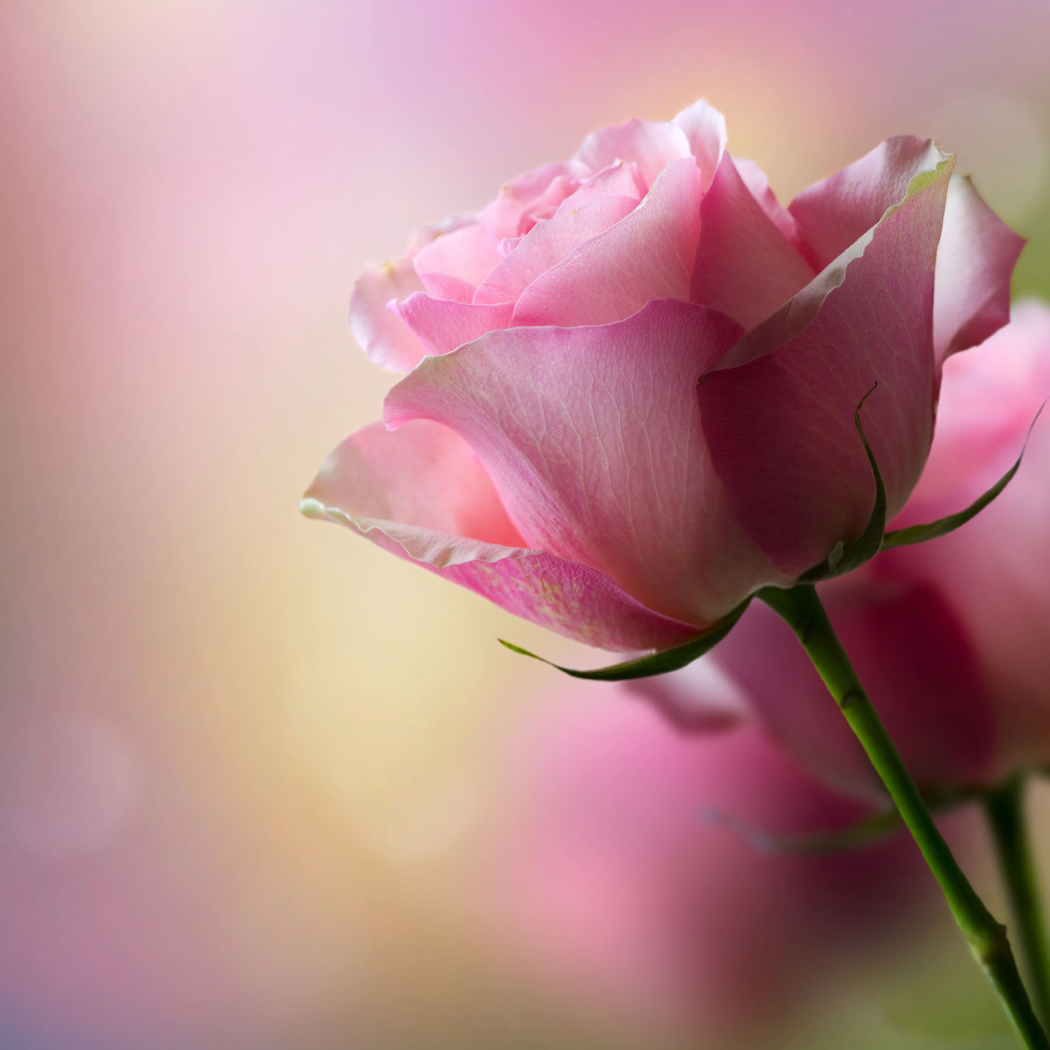 Single Pink Rose Wallpaper 1080p On High Resolution - High Resolution 1080p Flowers Wallpaper Hd