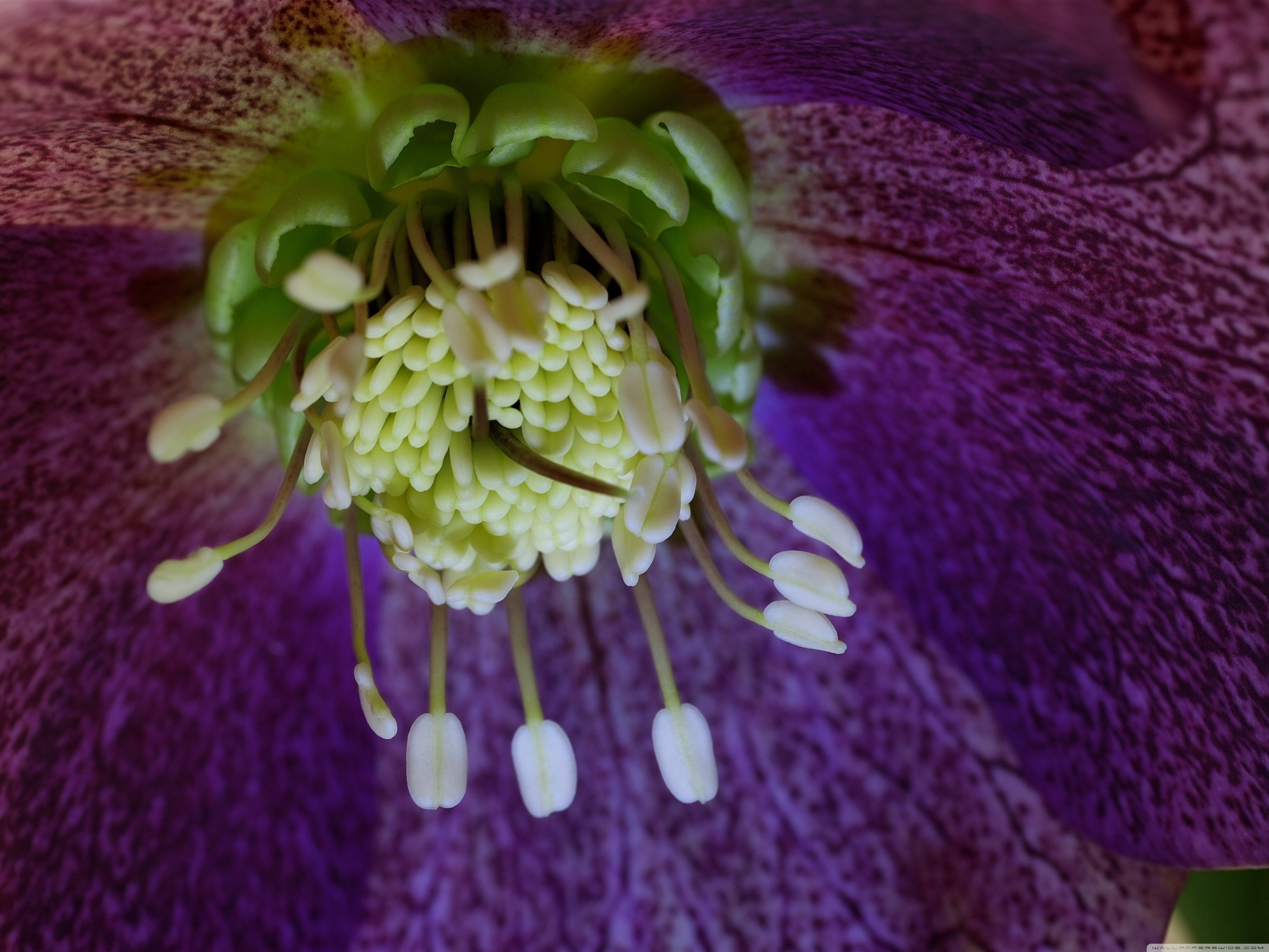 Passion Flower - 4096x3072 Wallpaper - teahub.io