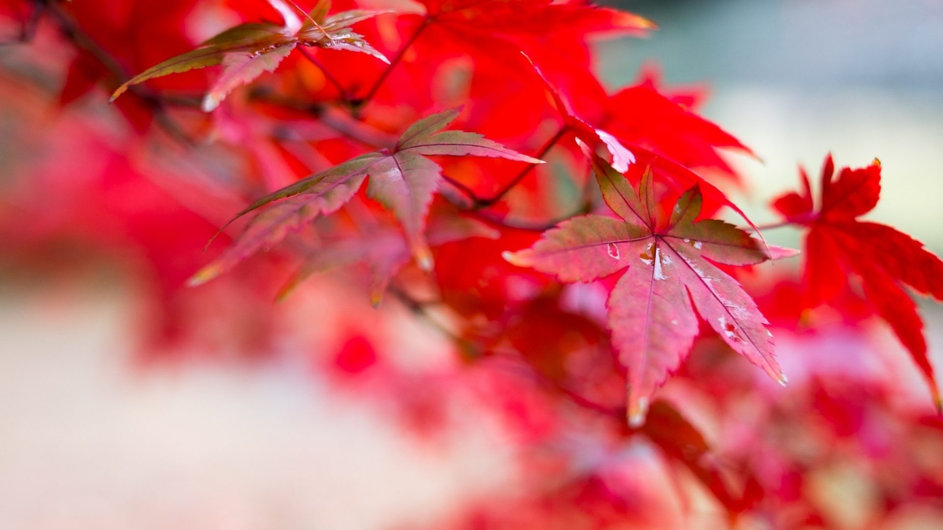 Maple - HD Wallpaper 