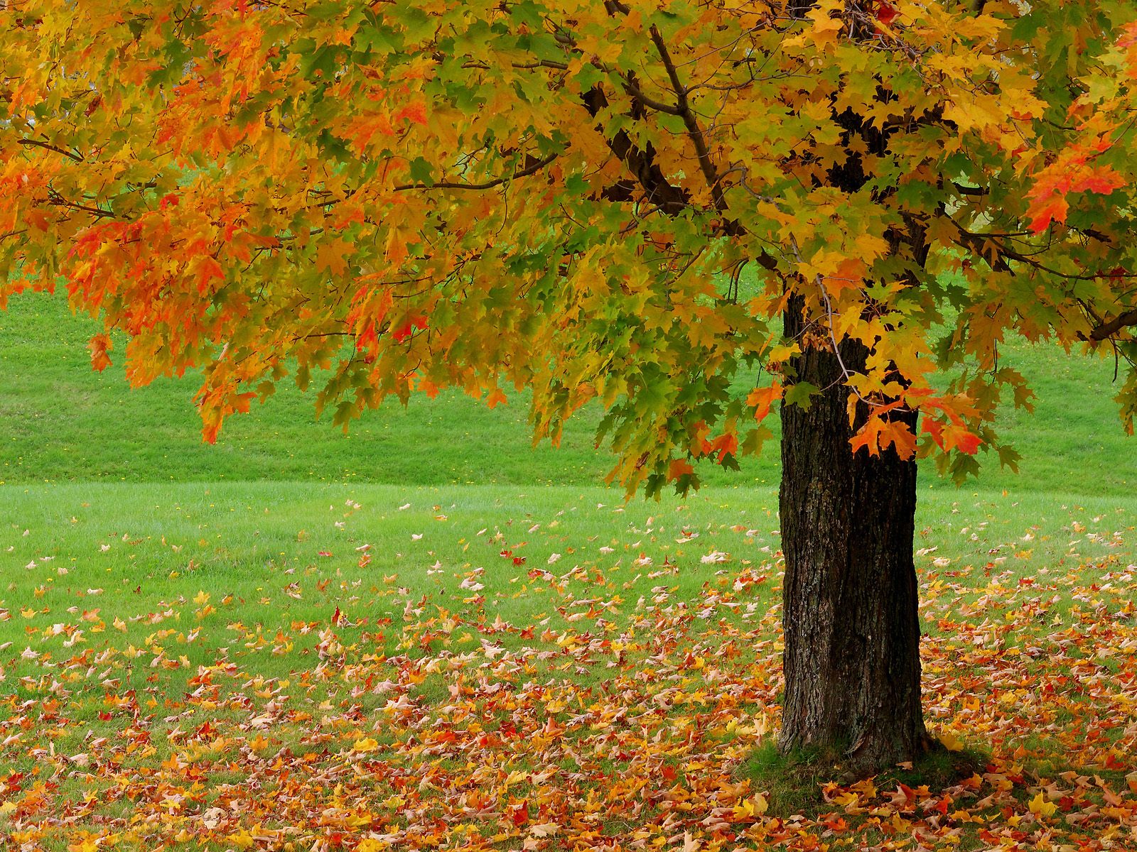 Beautiful Autumn Season Wallpapers Hd - Nature With Tree Background -  1600x1200 Wallpaper 