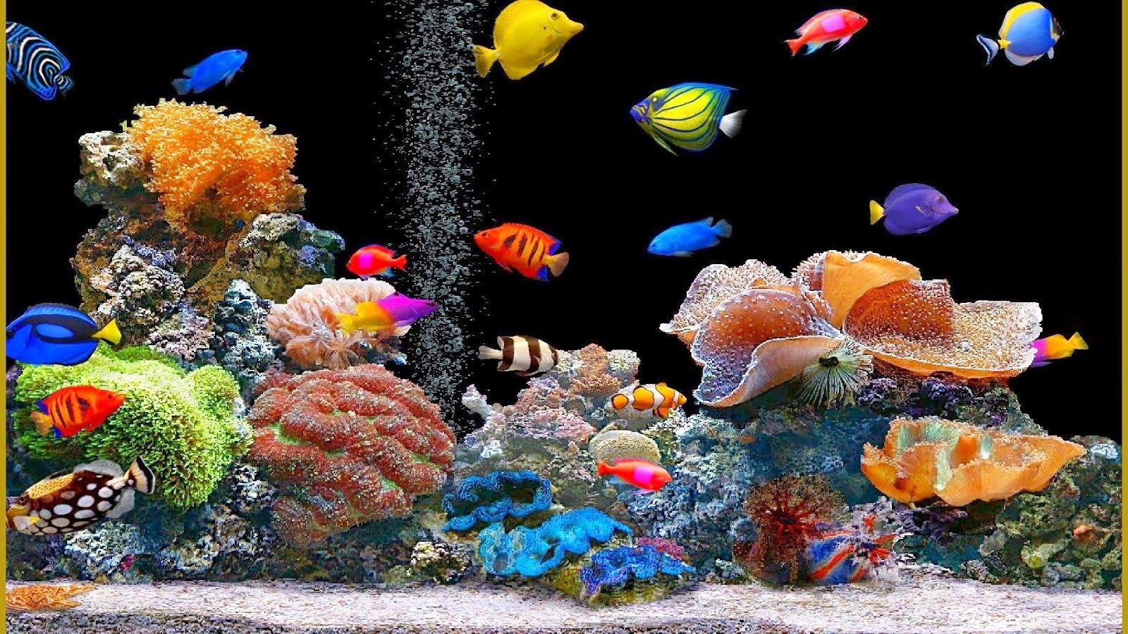 Animated Fish Tank X Wallpaper Teahub Io