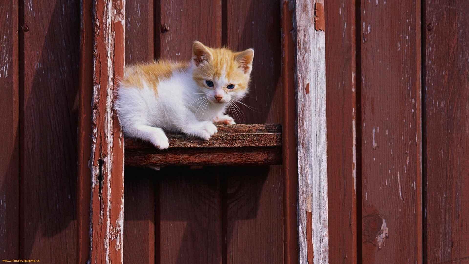 Kitten - HD Wallpaper 