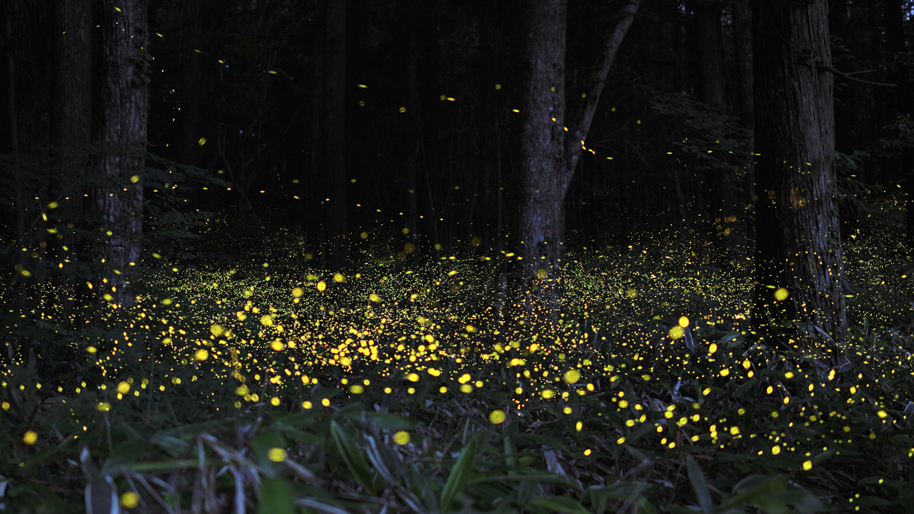 Fireflies - HD Wallpaper 