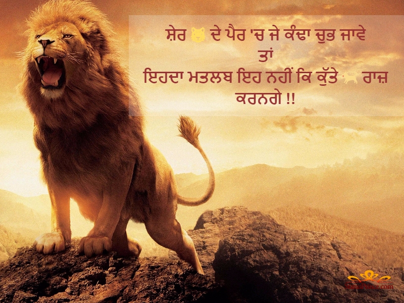 lion-quotes-in-punjabi-800x600-wallpaper-teahub-io