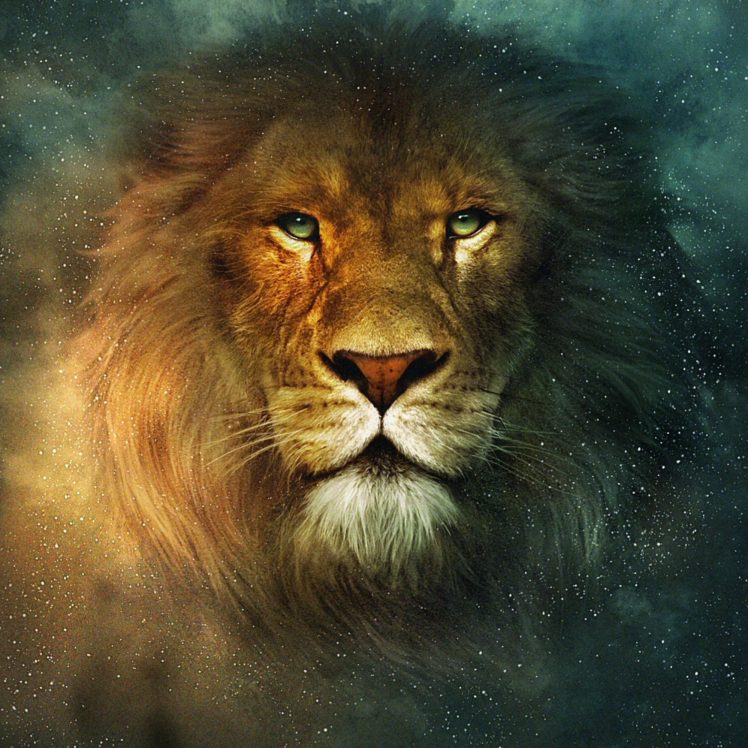 Lion Desktop Wallpaper - HD Wallpaper 