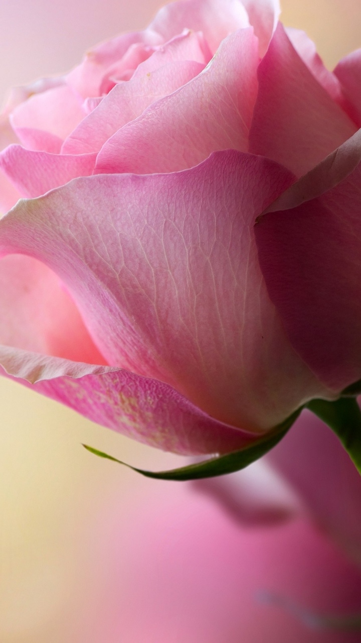 Beautiful Single Pink Rose - 720x1280 Wallpaper - teahub.io