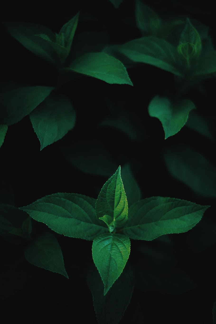 Green Mint On Black Background, Green Leaf Plant, Leaves, - 910x1363  Wallpaper 