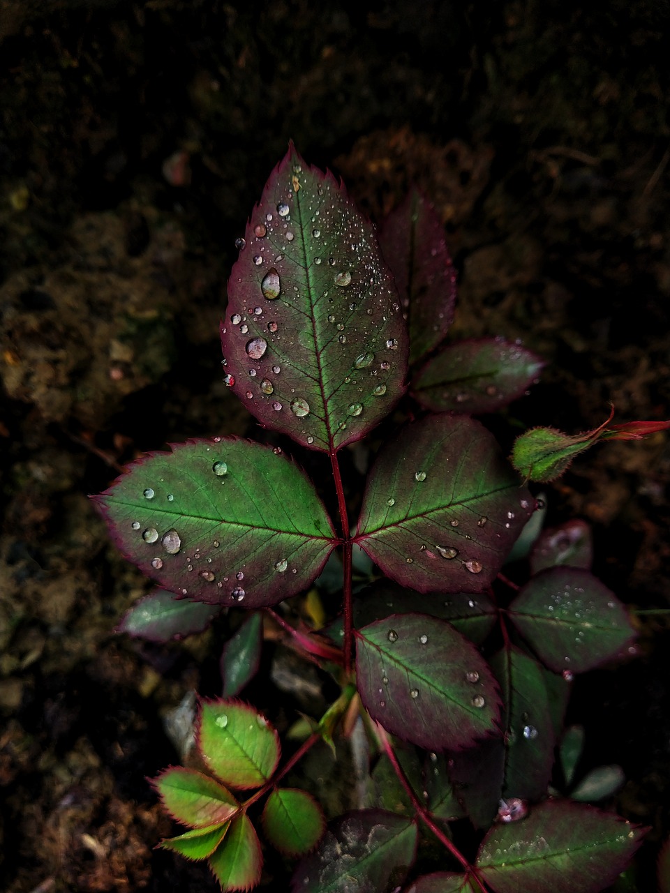 Leafs, Green Leaf, Blurred Background, Black Background, - Blur Green Leaf  Background - 960x1280 Wallpaper 