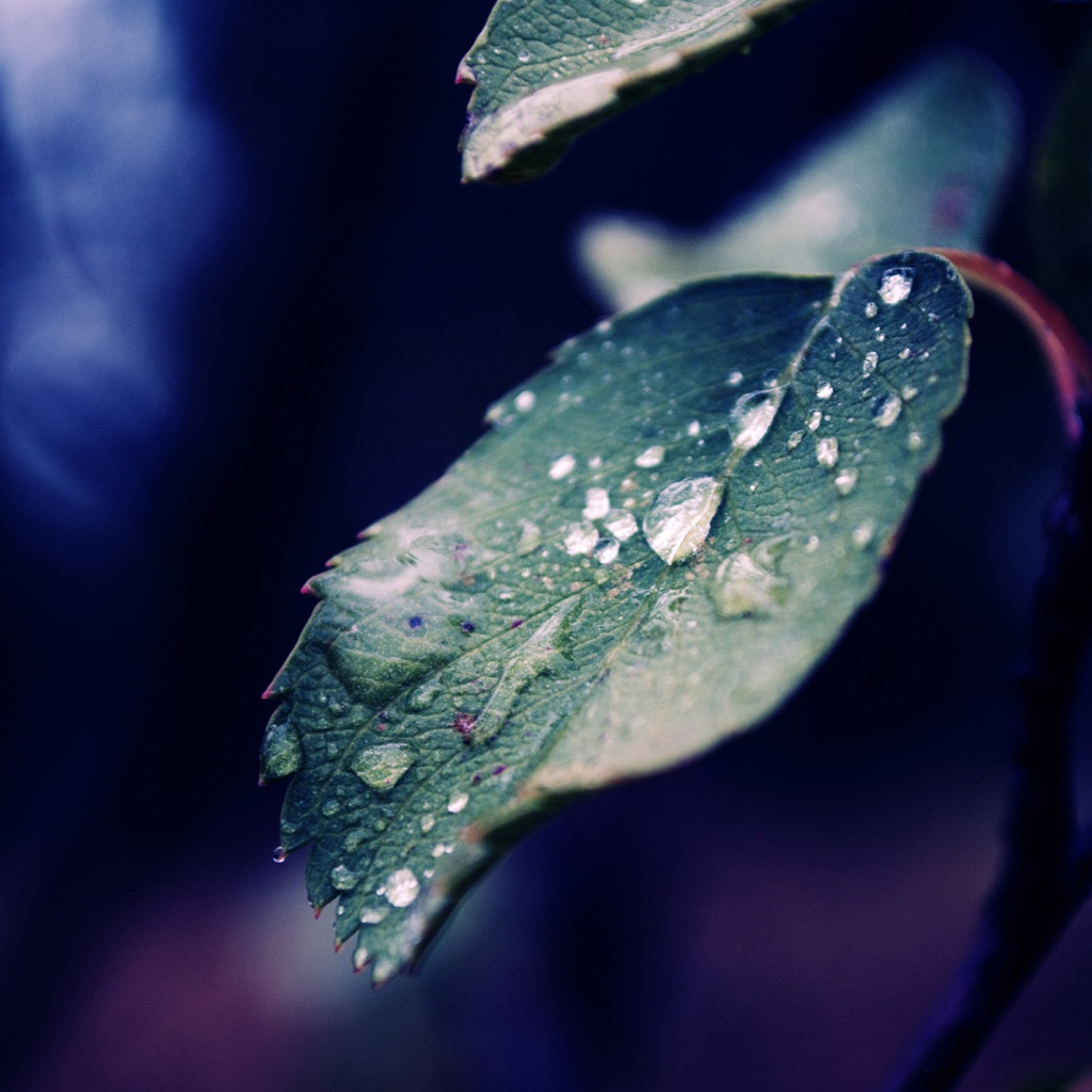 Water Droplets Background Hd - 1024x1024 Wallpaper - teahub.io