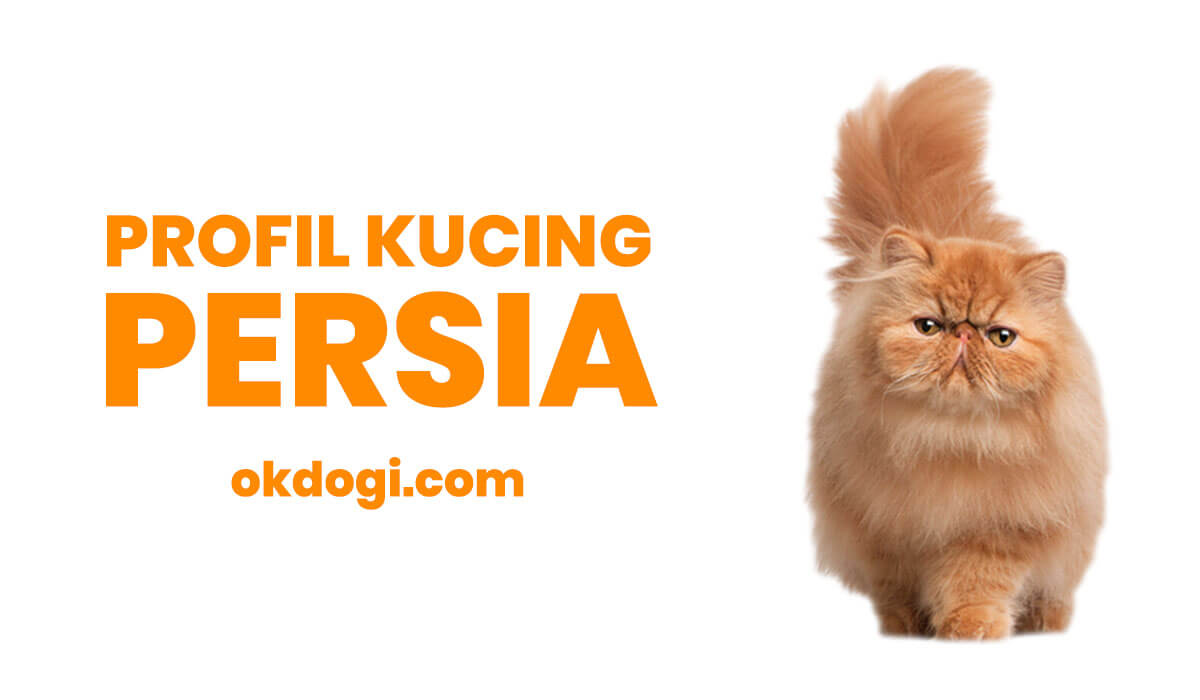 Kucing Persia - Domestic Long-haired Cat - 1200x700 Wallpaper 