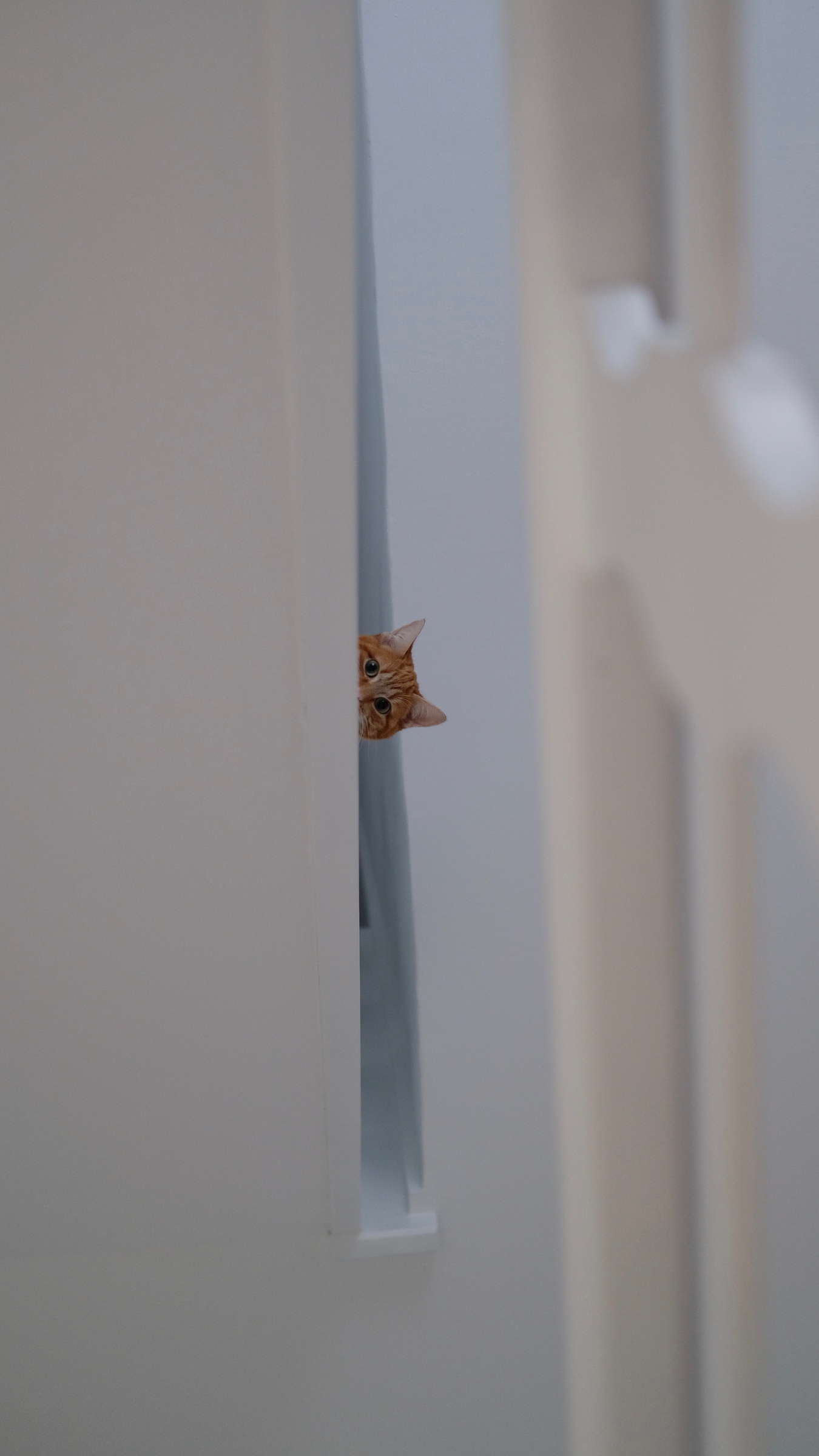 Wallpaper Cat, Peep, Funny, Pet - Invertebrate - HD Wallpaper 