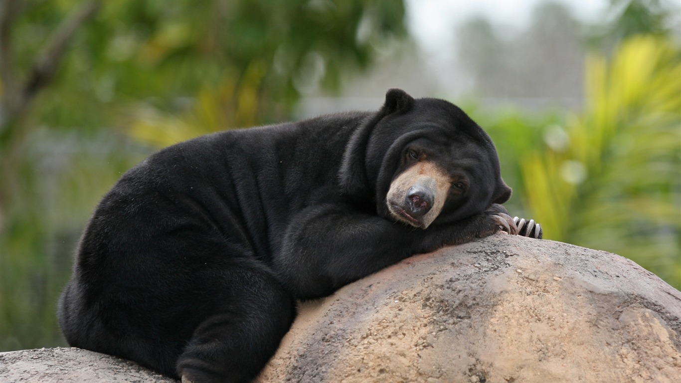 Malay Bear Beruang Laying Stone-hd Desktop Wallpaper2015 - Sun Bear - HD Wallpaper 
